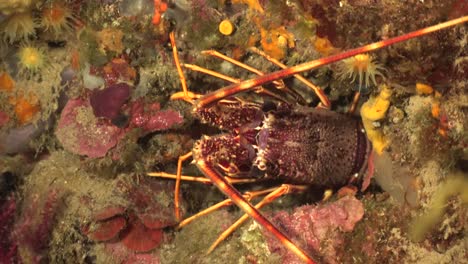 Mediterranean-lobster-close-up-on-reef-in-the-mediterranean-sea