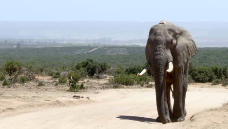 Massive-adult-African-Elephant-slowly-walks-towards-camera-on-dusty-dirt-road