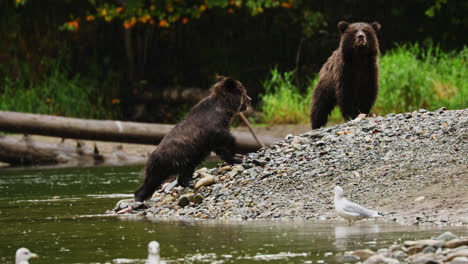 Grizzly-bear-cubs-feeding-on-Salmon,-Great-bear-Rainforest,-Canada