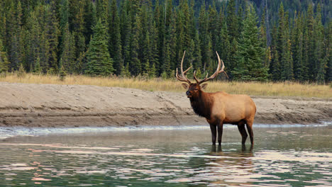 Bull-Elk-in-rutting-season-making-bugling-dominant-sounds-while-standing-in-shallow-creek