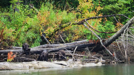 Grizzly-Bear-family-foraging-by-river,-Great-Bear-Rainforest,-British-Columbia