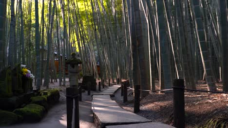 Beautiful-Bamboo-forest-in-Kamakura,-Japan-During-Sunny-Day---Wide-Shot