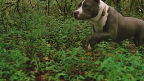 Pet-pit-bull-dogs-are-running-in-the-woods,-moving-through-grass-and-vegetation-in-slow-motion