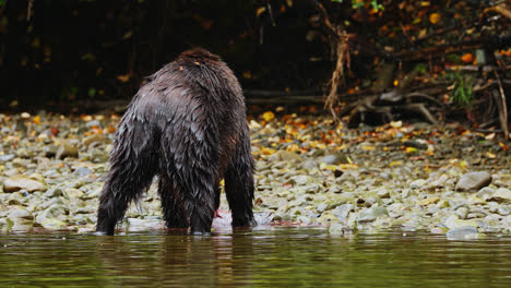 Young-Grizzly-Bear-eats-salmon-on-riverbank,-Great-Bear-Rainforest,-British-Colombia