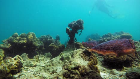 Ein-Freitaucher-Filmt-Ein-Tintenfischpaar,-Das-In-Kristallklarem-Wasser-über-Dem-Grund-Der-Andamanensee-Schwimmt