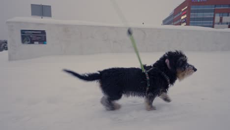 Dachshund-dog-shaking-off-snow-in-front-of-office-buildings-in-slow-motion