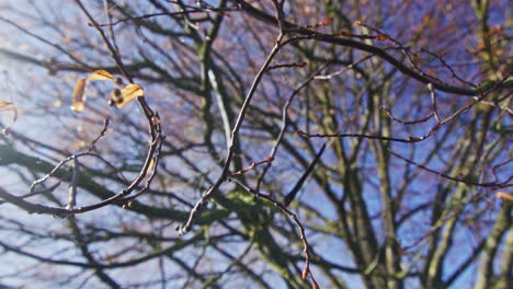 Low-Angle-Wide-Shot-Eines-Baumes-An-Einem-Sonnigen-Morgen-Im-Herbst-In-Der-Nähe-Von-Ulm,-Deutschland