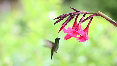 Magnificent-Hummingbird-feeding-on-a-pink-Canna-lily,-120fps,-Costa-Rica