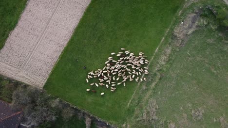 Sheep-herd-grazing-on-a-spring-filed-drone-footage-4K