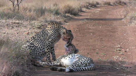 Cheetahs-Greeting-Each-Other-by-Licking,-Dangerous-Animals-Behavior,-Close-Up