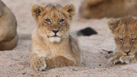 Stunning-close-full-body-shot-of-a-tiny-lion-cub-laying-in-the-sand-licking-its-lips,-Greater-Kruger
