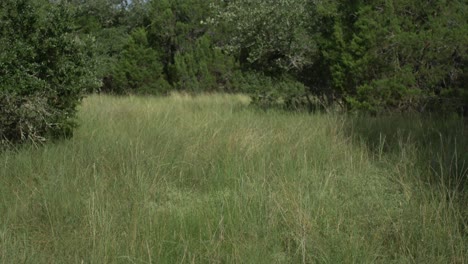 View-of-a-grassy-clearing-in-the-Texas-hill-country,-with-tall-grass-and-trees-swaying-in-the-wind