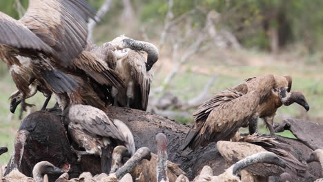 Medium-shot-of-white-backed-vultures-fighting-at-an-elephant-carcass,-Greater-Kruger