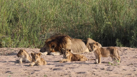Wide-shot-of-four-cute-lion-cubs-laying-in-front-of-a-male-lion,-Greater-Kruger