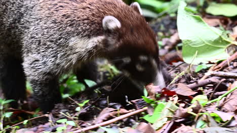 South-American-coati-foraging-in-rainforest,-close-up,-Arenal-Volcano-National-Park-Costa-Rica