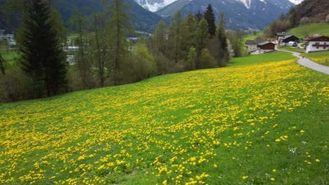 Meadow-with-cherry-and-dandelion-blossoms-in-Neustift-in-Stubai-Valley-in-Austria,-with-snow-covered-mountains-and-a-hiker-an-a-trail