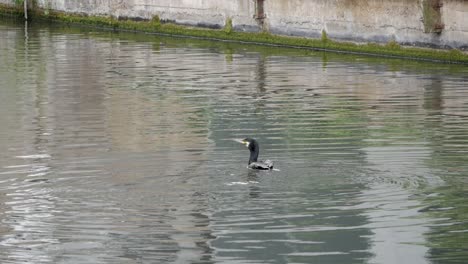 Cormorant-floating-raises-flapping-wings-forward-to-remove-water-from-feathers