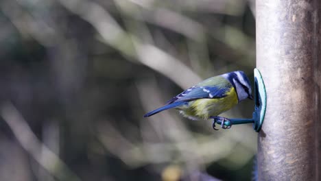 4K-Slow-motion-footage-of-a-bird-landing-on-a-bird-seeder-and-eating-seeds