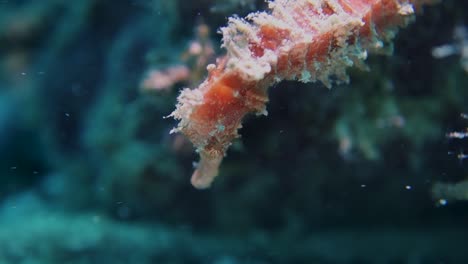 Pink-Spikey-Algae-Covered-Hedgehog-Seahorse-Perfectly-Still-in-Current