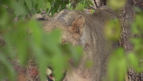 lioness,-half-hidden-behind-the-leaves-of-a-mopane-tree,-comes-out-of-her-hide-and-joins-another-lioness-with-her-wildebeest-meal