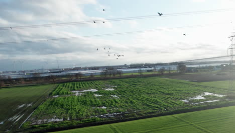 Greylag-gees-flock-flying-extremely-close-to-a-drone-above-the-dutch-agricultural-landscape