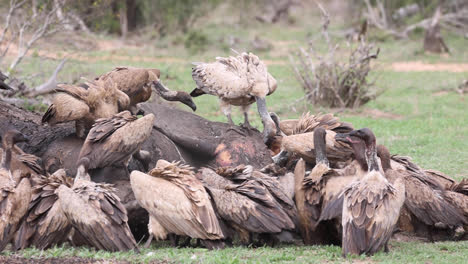 Wide-shot-of-many-white-backed-vultures-feeding-on-an-elephant-carcass,-Greater-Kruger
