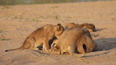Wide-shot-of-a-cute-hungry-lion-cubs-trying-to-get-its-mother-to-roll-over-to-be-able-to-suckle,-Greater-Kruger