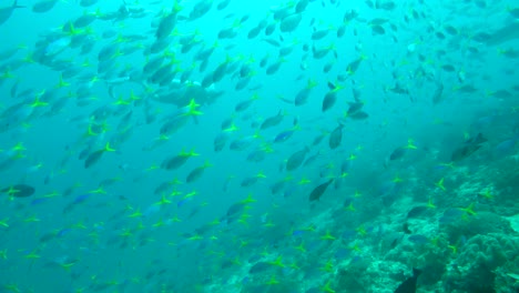 Fischschwarm-Schwimmt-Mit-Einem-Taucher-In-Raja-Ampat,-Indonesien