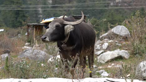 A-water-buffalo-with-a-bell-around-its-neck-standing-in-a-rocky-pasture