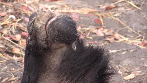 Detail-of-prey:-head-of-killed-wildebeest-untouched-yet,-close-up-shot