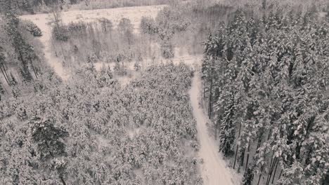 Drohnenflug-über-Den-Wald-Im-Winter