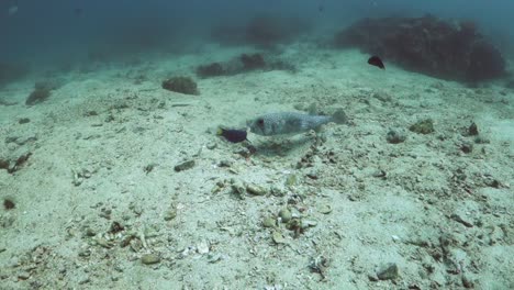 Schwarzfleckiger-Igelfisch-Gräbt-Nahrung-Im-Sand-In-Der-Nähe-Des-Korallenriffs