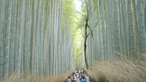 Looking-over-the-path-in-the-bamboo-forest-with-minimal-face-showing-in-Kyoto,-Japan-midday-soft-light