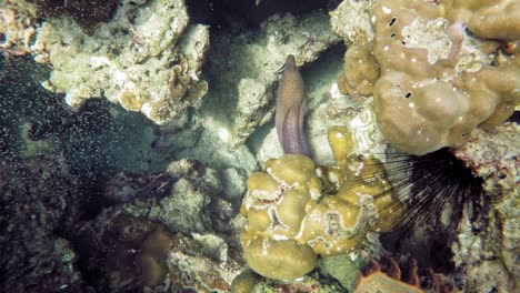 Riesenmuräne,-Die-Sich-Auf-Dem-Korallenriff-Versteckt,-Von-Oben-Gefilmt