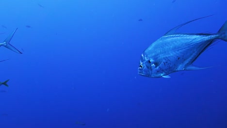 Sleek-Silver-Shiny-African-Pompano-Jack-Fish-Swim-in-Blue-Ocean-Water