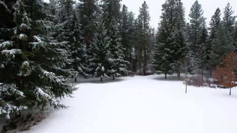 Drone-shot-of-white-pine-tree-forest-during-winter-with-fresh-snowfall