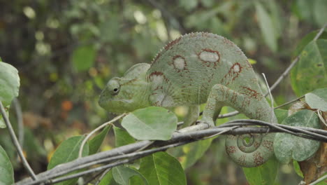chameleon-furcifer-oustaleti-motionless-on-a-twig-in-Madagascar-well-camouflaged,-side-view-medium-shot-during-day,-typical-posture-with-hump