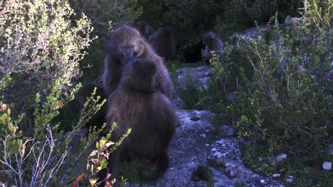 Two-female-Chacma-baboons-scratch-and-groom-each-other-in-the-early-morning-light