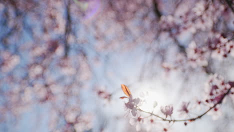 Close-Up-of-cherry-blossoms-blowing-in-the-breeze-with-lens-flare