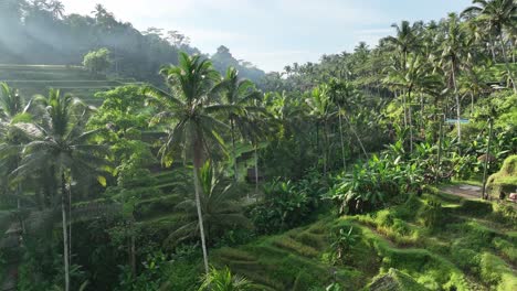 Palmen,-Die-In-Einem-Reisfeld-In-Bali-Stehen