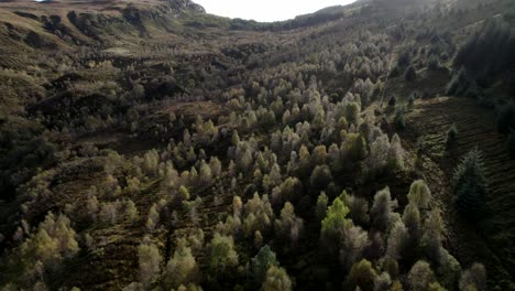 A-drone-flies-quickly-backwards-above-a-forest-canopy-of-native-birch-trees-in-full-autumn-colour-and-a-non-native-conifer-plantation-set-amongst-a-hilly-landscape