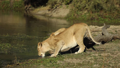 Wide-shot-of-two-lionesses-crouched-down-to-drink-at-a-waterhole,-Greater-Kruger