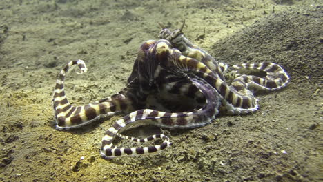 after-the-kill:-Mimic-octopus-with-a-crab-that-has-been-just-caught,-octopus-tries-to-crack-crab-shell-with-its-biting-tools,-arms-curled-from-the-effort
