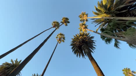 Looking-up-at-blue-sky-many-tall-palm-trees-moving-in-summer-breeze-California