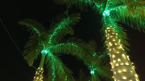 Florida-Christmas-lights-on-beautiful-palm-trees-that-are-fully-lit