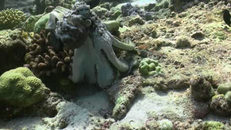 Oktopus-Bewegt-Sich-Von-Korallenblock-Zum-Nächsten,-Zieht-Körper-über-Koralle