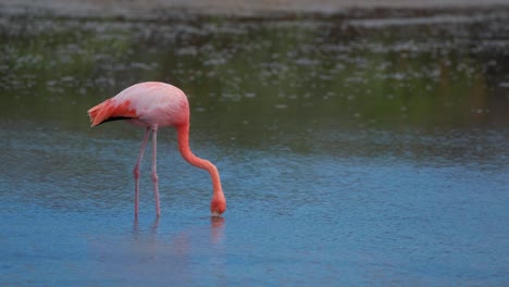 Greater-Flamingo-Foraging-In-Shallow-Lake-Water-In-Santa-Cruz-Island-In-Galapagos,-close-up,-handheld