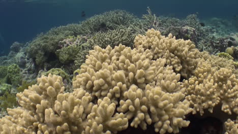 flight-over-a-healthy-hard-coral-block-family-porites,-in-background-staghorn-and-leather-corals