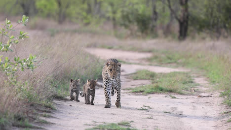 Wide-shot-of-a-female-leopard-and-her-two-tiny-cubs-walking-in-the-road-towards-the-camera,-Greater-Kruger