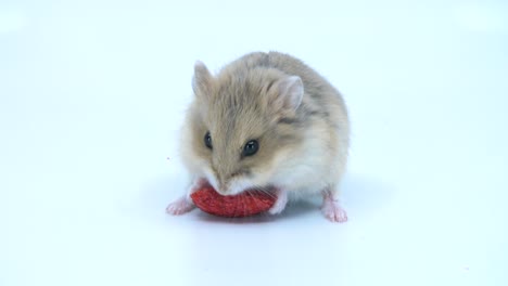 Close-up-of-a-cute-baby-dwarf-hamster-eating-a-treat-on-a-white-background